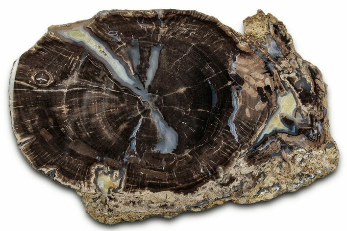Petrified Wood (Schinoxylon) Round - Blue Forest, Wyoming #335002